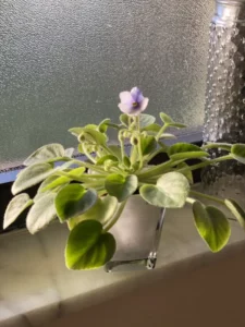 Cute Small Flowers