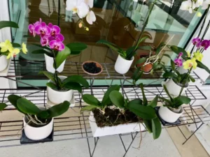 Orchids