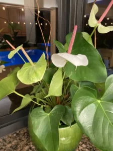 Plant Decor