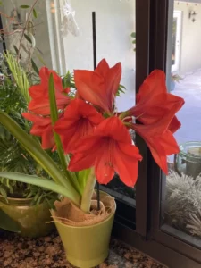 Red Flowers